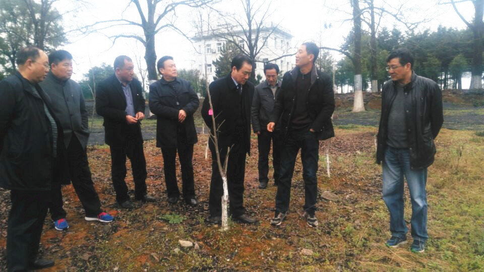 黄山林业科学研究所12年嫁接的薄壳山核桃_副本.jpg