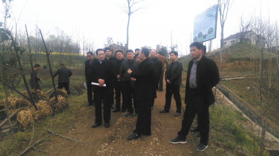 考察组参观全椒县孤山镇薄壳山核桃栽植基地_副本.jpg